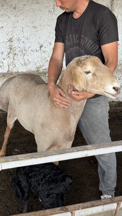 Акика ва курбонлик учун кучкорлар