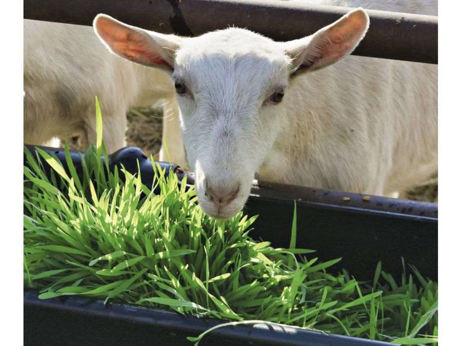 Гидропонный корм- Автоматика