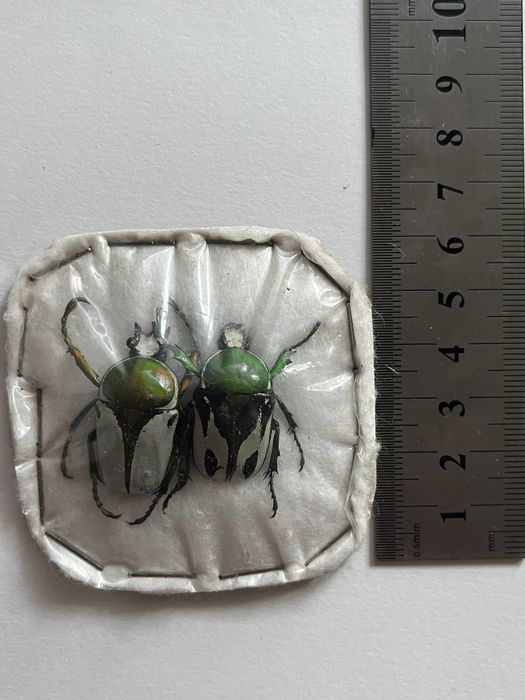 Видове насекоми бръмбари колекция