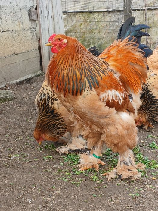 Cocos brahma columbia galben negru