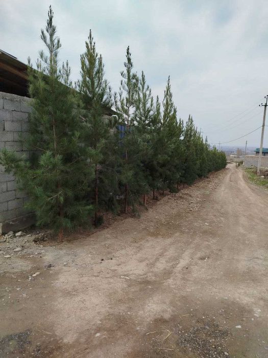 Андижонда Хитой Заводининг ёнида нотурар ер сотилади!