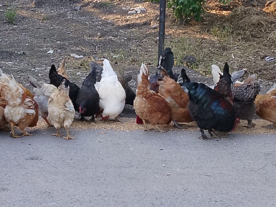 Продам домашних куры