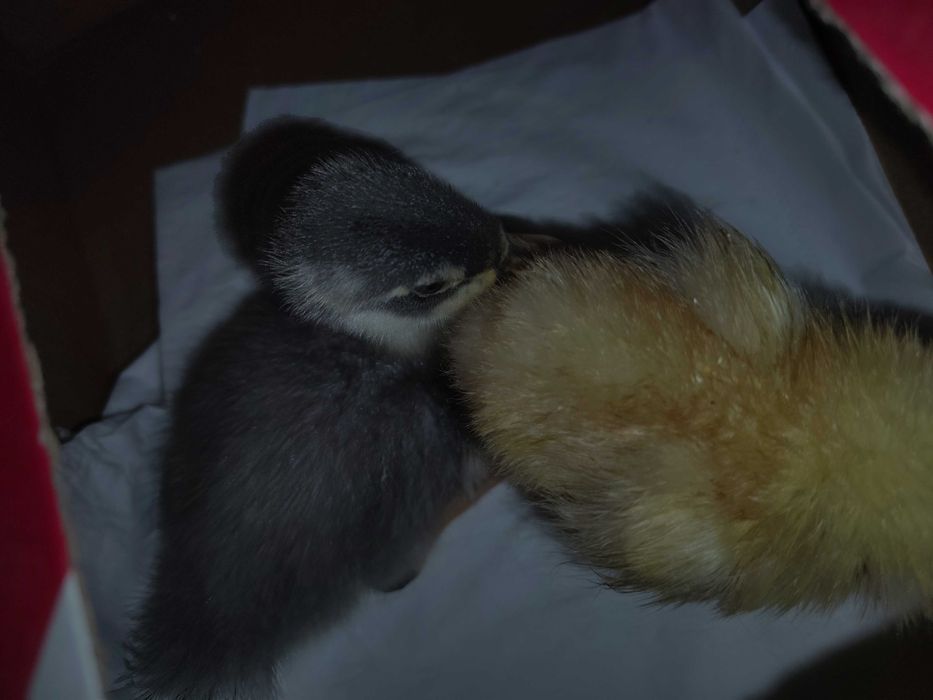 Pui de rata si pui de gaina au 2 săptămâni