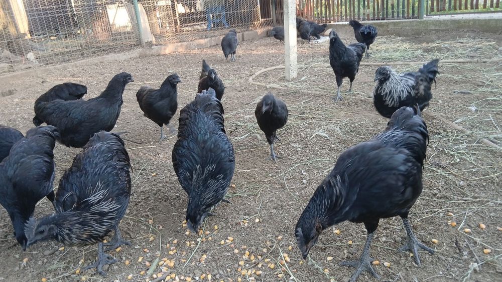 Vand gaini si cocosi cemani