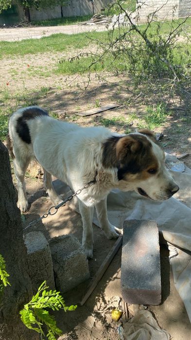 Ит сатылады 1,5 2жаста