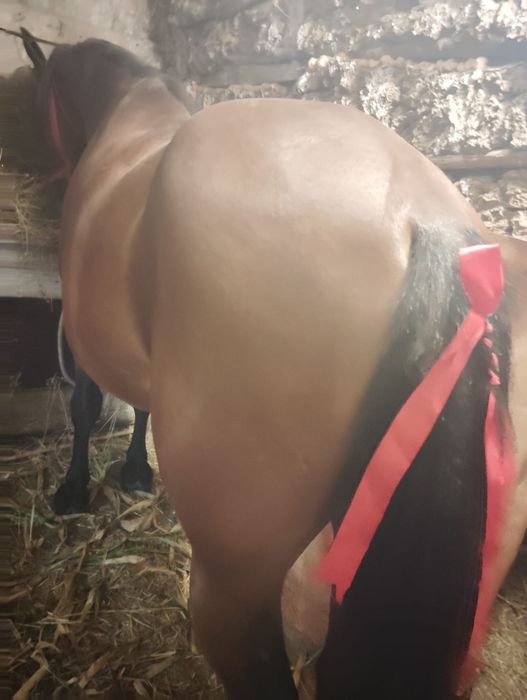 Cal de vânzare 6 ani sunt de acord pentru ori ce proba preț 80 mil