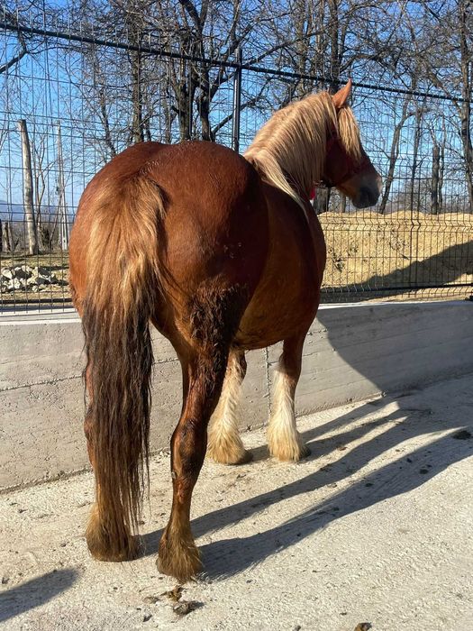 Iapă de vânzare 5 ani gestantă