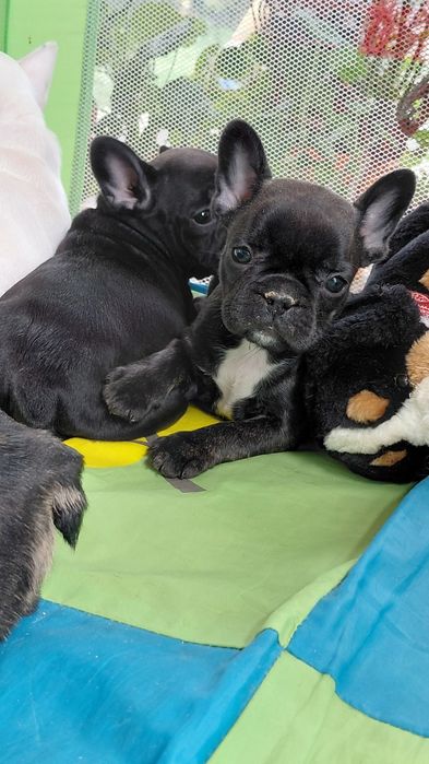 Френски булдог-булдочета