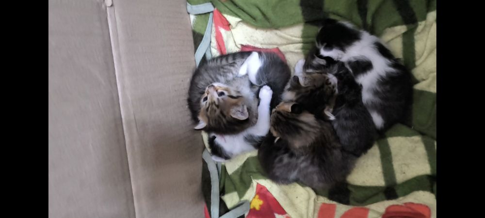 отдадим в хорошие руки