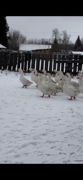 Продам гусей порода линда