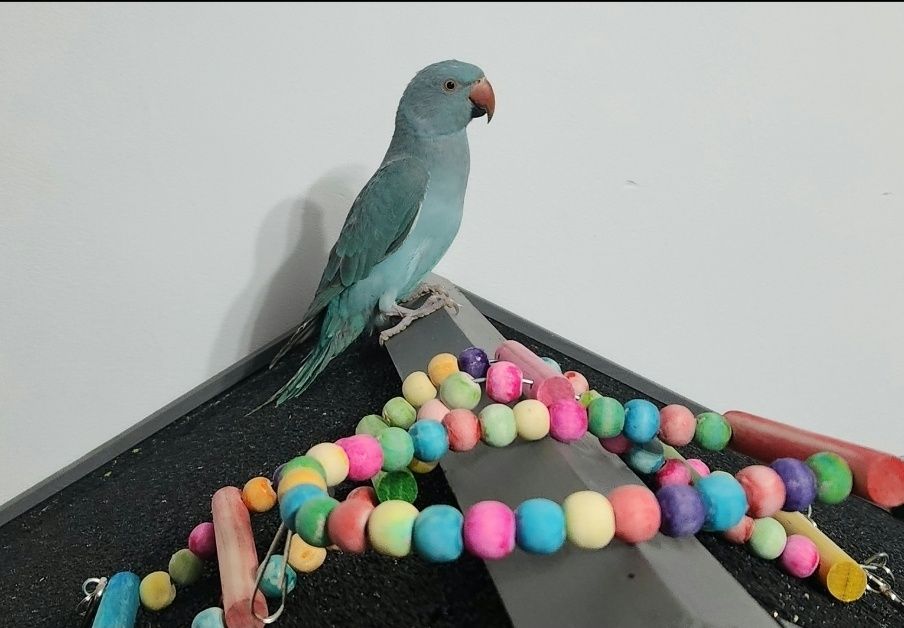 Papagal Micul Alexandru + colivie