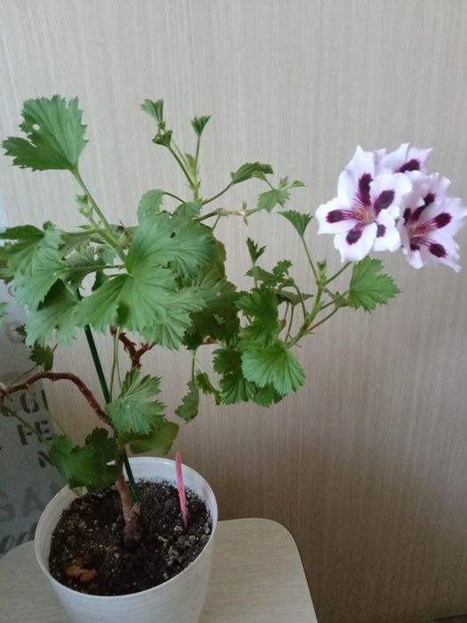 Королевская герань