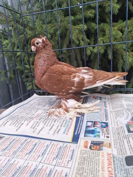 Продам голубку чанку