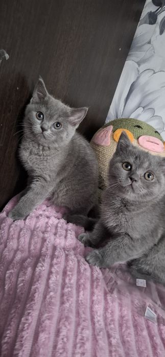 Британские котята с документами