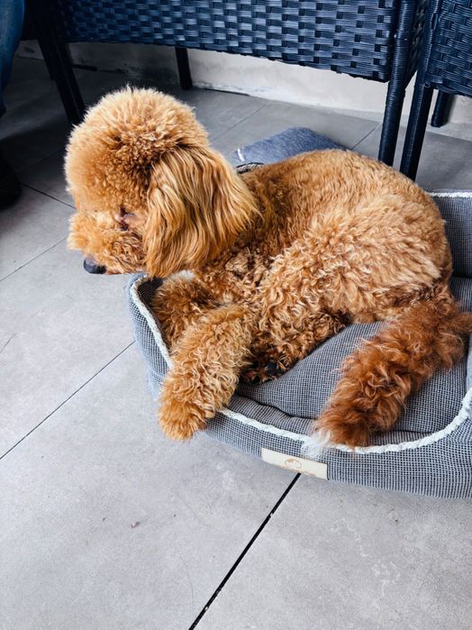 Мини пудел на 9 месеца