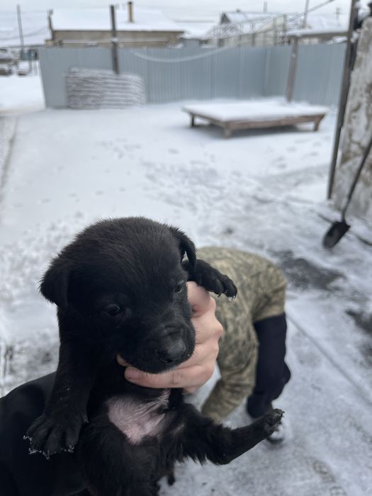 Щенята ищут дом. 6м, 4д