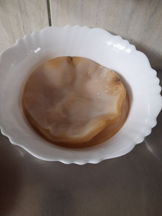 Ciuperca kombucha