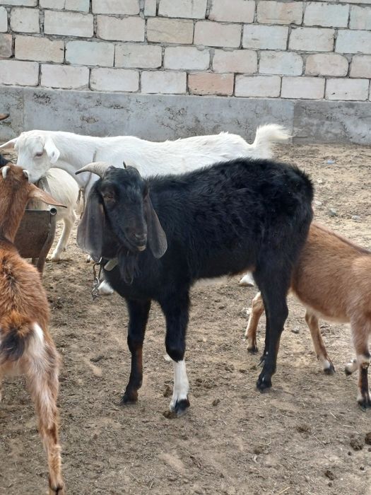 Англонуби парода теке сатылады