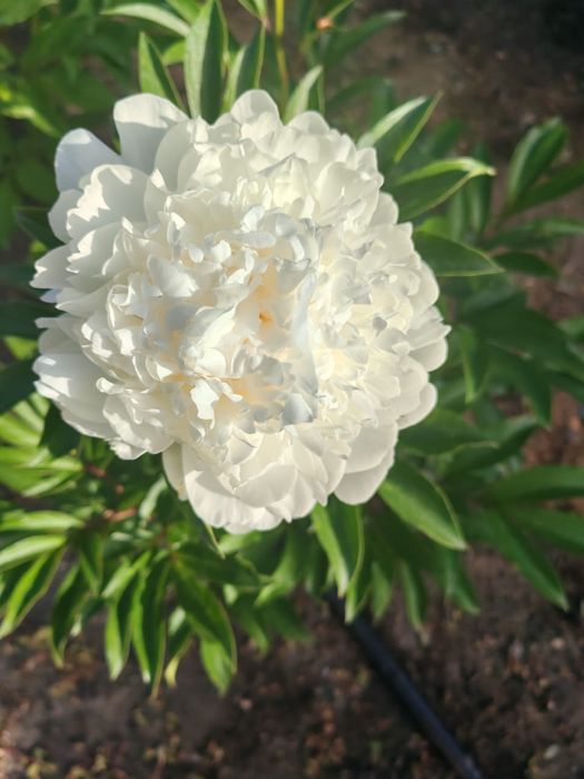 Ароматные пионы