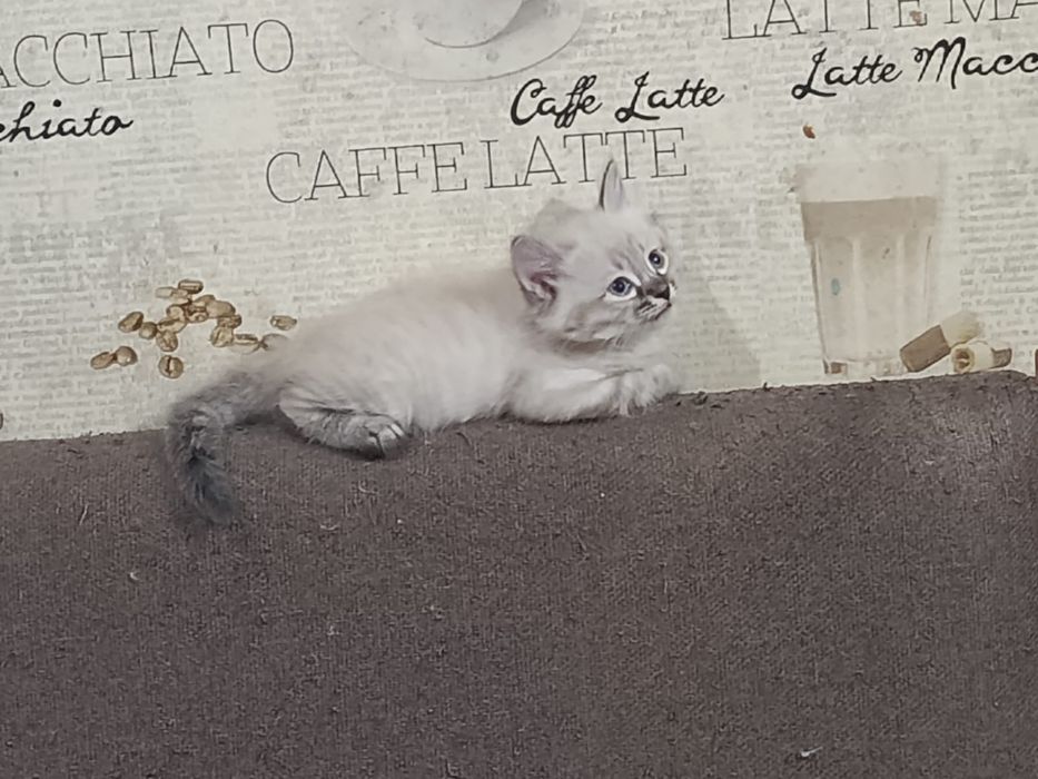 Продам котят антистресс