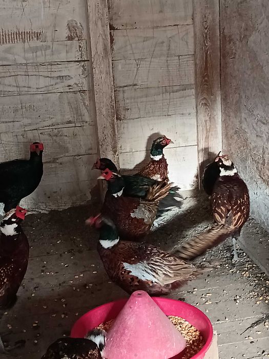 Fazani comuni de vânzare