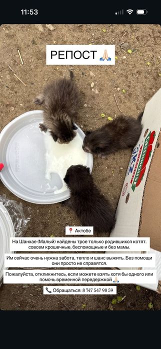 Отдам в добрые руки малышей у них мамы нет