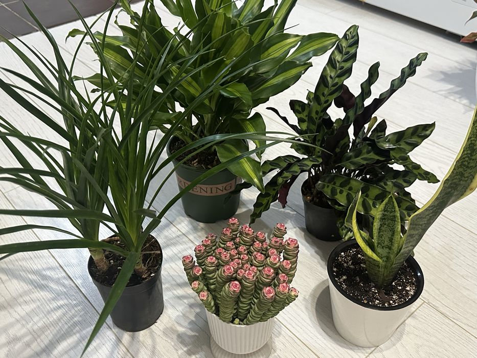 Комбо набор цветы