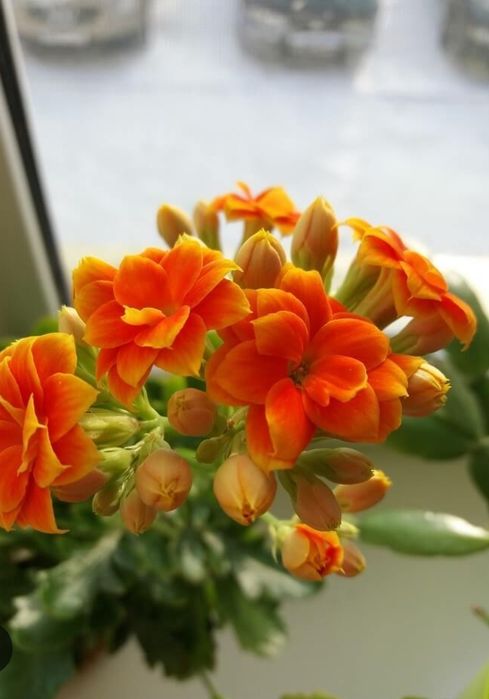 Комнатные цветы. Герань и каланхое