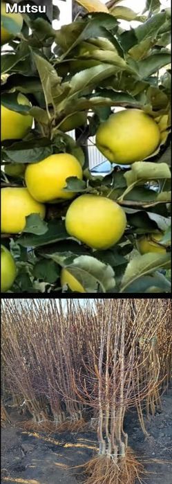 Piersici-pomi fructiferi