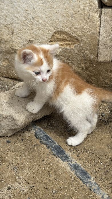 В хороште руки котят