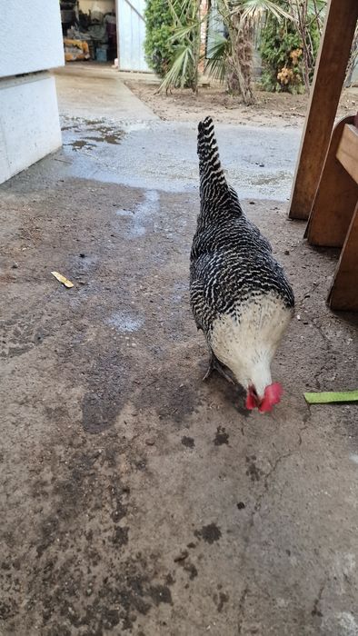 Vand oua Brekel  pentru incubator