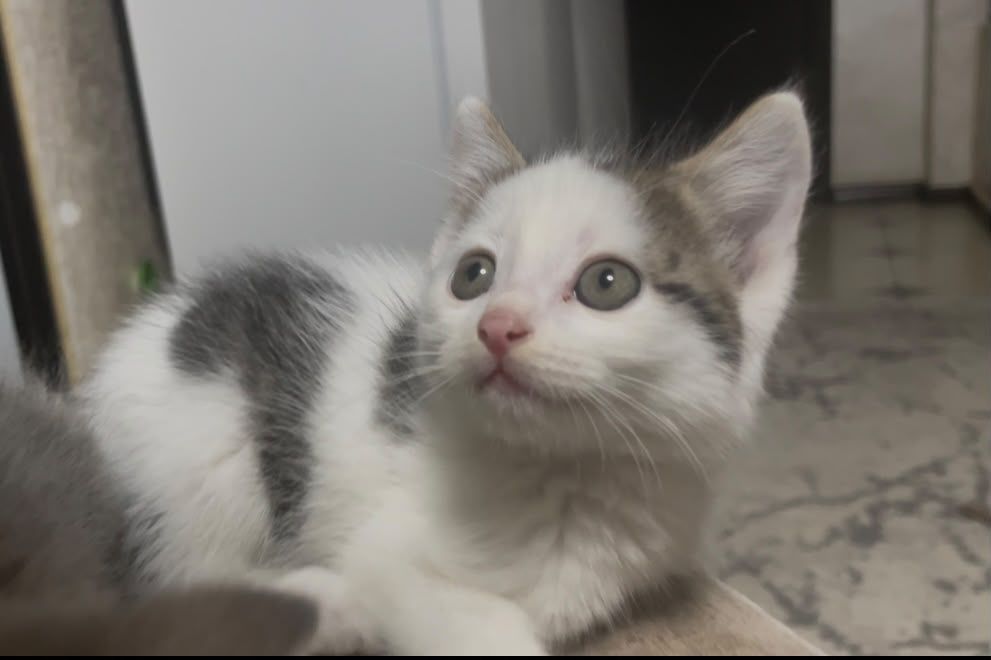 Котята, домашние