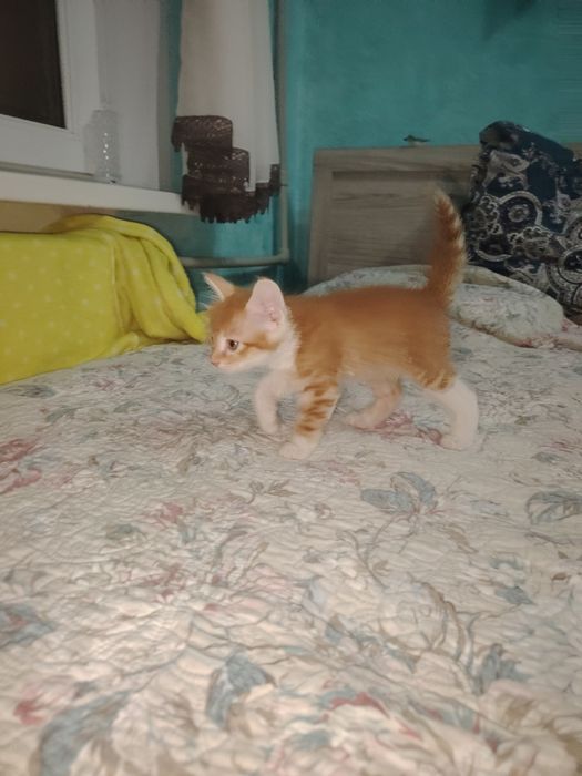 Продам. За символическую цену.