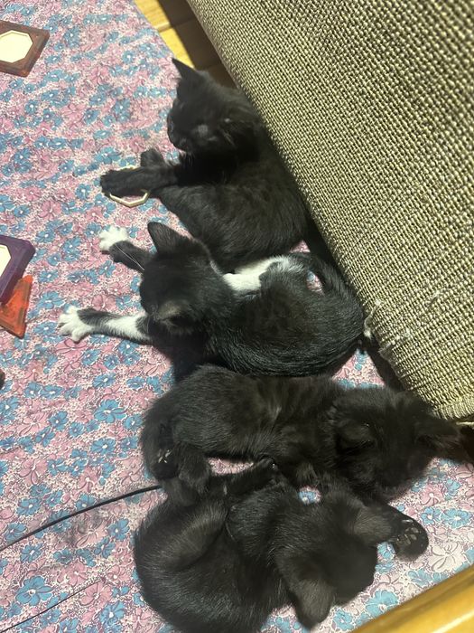 Котята в добрые руки