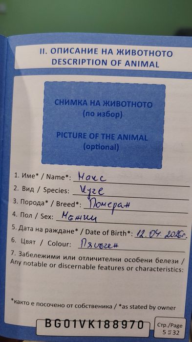 Померан мини шпиц момче на пет месеца  с ваксини и паспорт