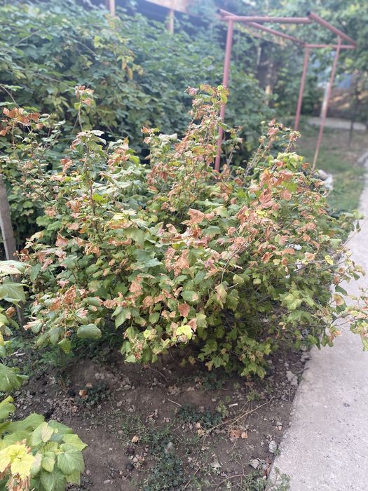 Черная смородина