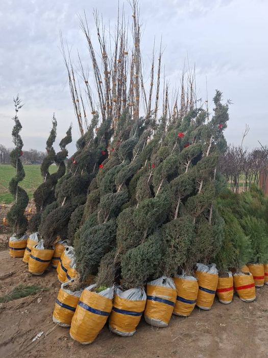 Продам туи, можжевельник , хризантемы в Актобе