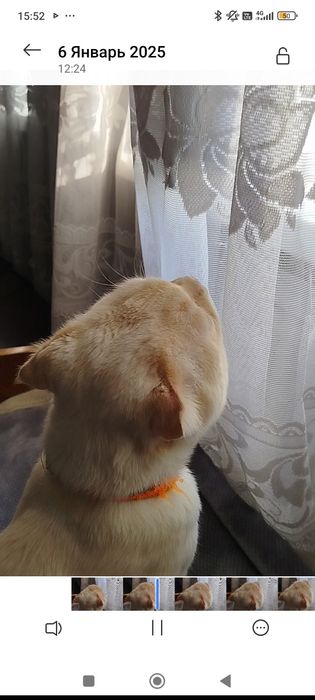 Пропал кот имя снежок цвет глаз голубой золотистые уши спина хвост