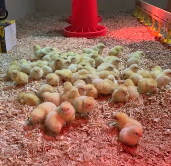 Бройлер балапан / Росс 308 / Кобб 500