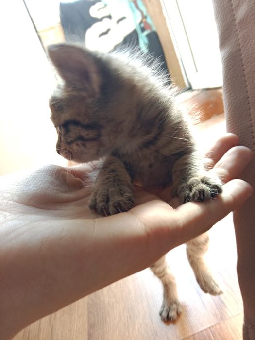 Котята маленькие