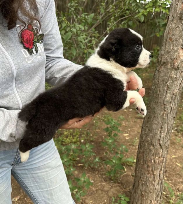 Щенки Алабая