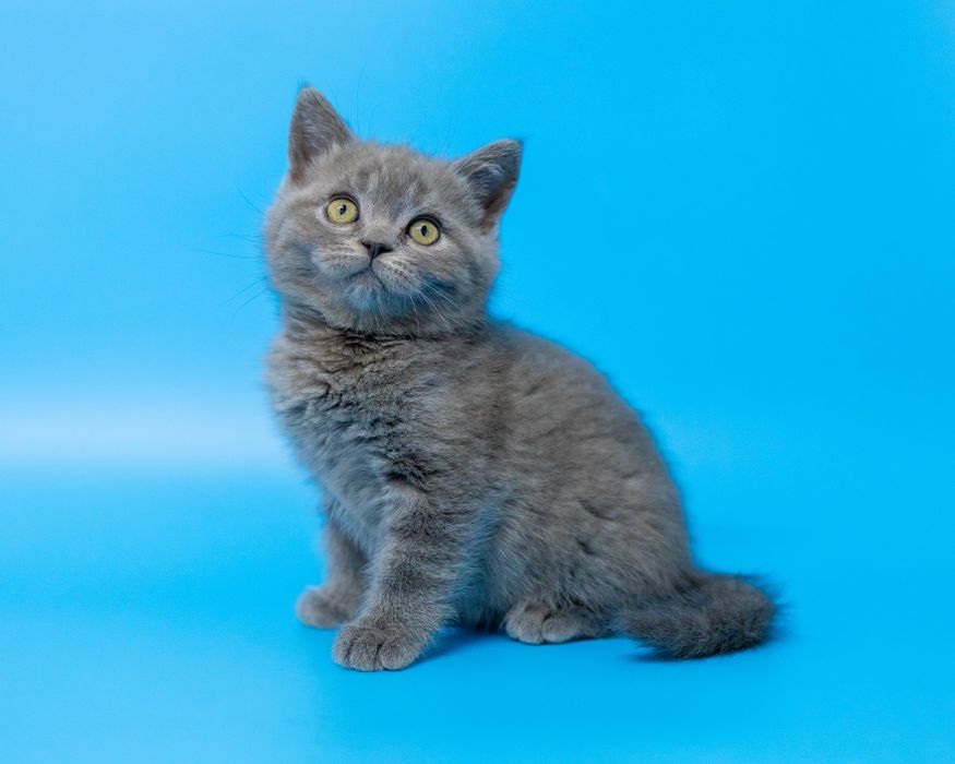 Британский короткошерстный котенок
