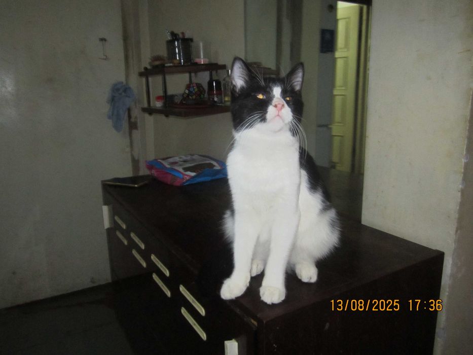 Домашний котенок в добрые руки. Смотрите другие объявления автора.