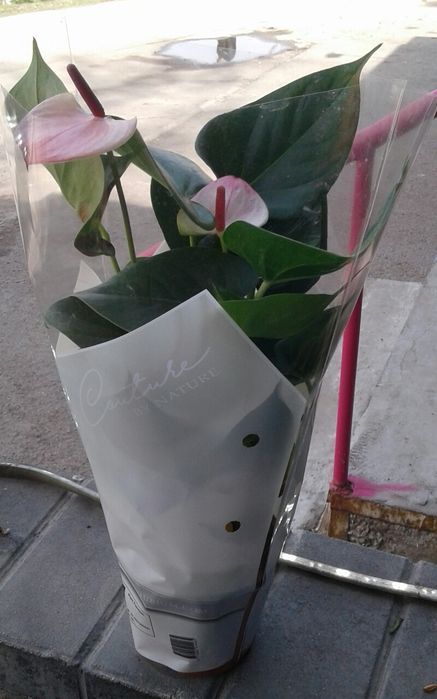 Продаем комнатные цветы