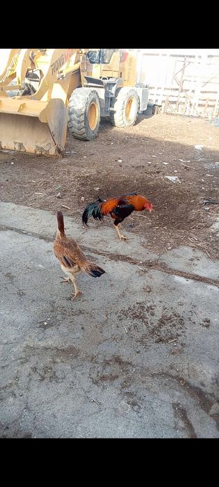 Дакан қораз сатылады