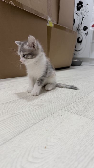 Отдам  котят,ласковые