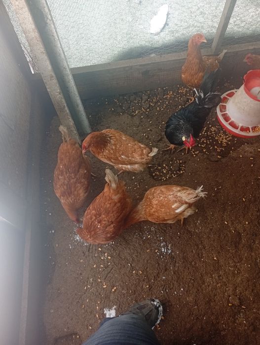 De vânzare găini roșii