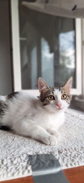 Pisicuta de adoptat, pui de pisica superba pentru adoptie, adoptie pisicuta