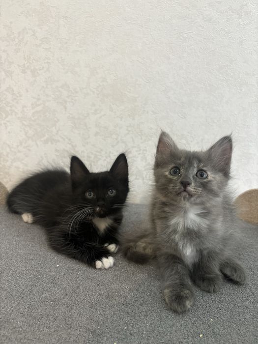 Котята в добрый руки
