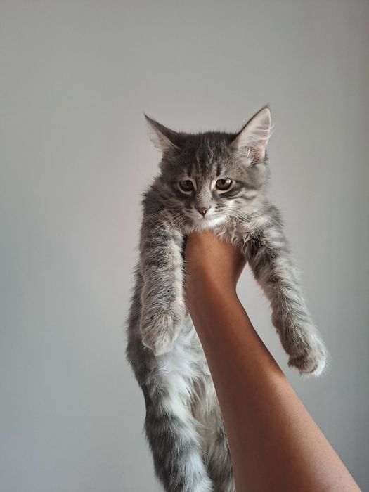Котята  серый девочка